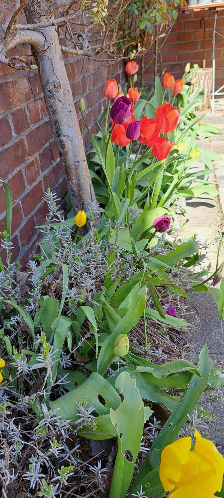 Bunte Tulpen wachsen entlang einer roten Backsteinmauer in einem Gartenbeet.