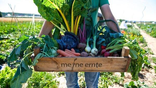 meine ernte Fotos 2025 (5)