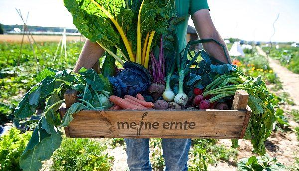 meine ernte Fotos 2025 (5)